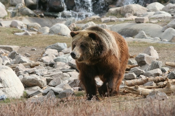 grizzly-386339_1920.jpg