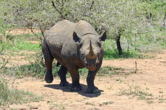 black-rhinoceros-412667_1920.jpg